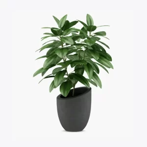 product-image-1_optimized Minim Veniam