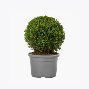 product-image-4_optimized Fringilla Urna