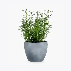 product-image-5_optimized Faucibus Interdum