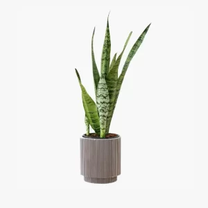 product-image-6_optimized Praesent Semper
